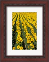 Framed Sunflowers, Provence, France