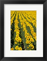 Framed Sunflowers, Provence, France