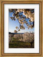 Framed Cherry Blossoms in France