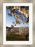 Framed Cherry Blossoms in France