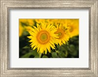 Framed Sunflower Field in France, Provence