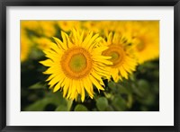 Framed Sunflower Field in France, Provence