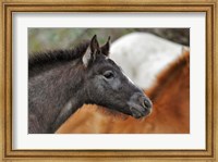 Framed Camargue Horse Foal