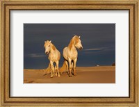 Framed Camargue Horse on Beach at Sunrise
