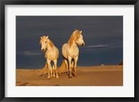 Framed Camargue Horse on Beach at Sunrise