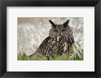 Framed Eagle Owl, France