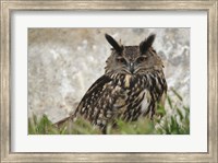 Framed Eagle Owl, France