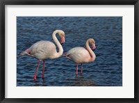 Framed Greater Flamingo bird, Camargue, France