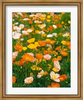 Framed Poppies, France