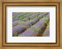 Framed Rows of Lavender in France