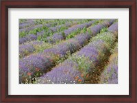 Framed Rows of Lavender in France