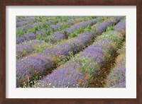 Framed Rows of Lavender in France