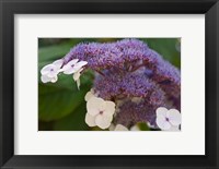 Framed Hydrangea Bloom at Dr Sun Yat-Sen Chinese Garden