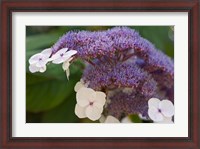 Framed Hydrangea Bloom at Dr Sun Yat-Sen Chinese Garden