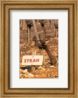 Framed Syrah Vine and Sign at La Truffe de Ventoux Truffle Farm