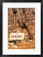 Framed Syrah Vine and Sign at La Truffe de Ventoux Truffle Farm