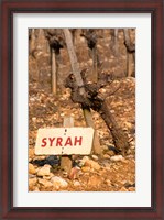 Framed Syrah Vine and Sign at La Truffe de Ventoux Truffle Farm