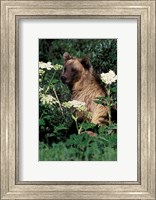 Framed Grizzly Bear in Canada
