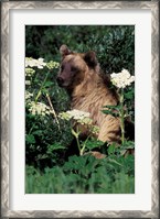 Framed Grizzly Bear in Canada