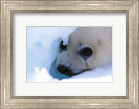 Framed Seal Pup on Gulf of St. Lawrence