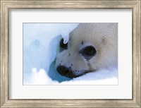 Framed Seal Pup on Gulf of St. Lawrence