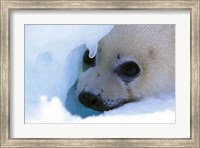 Framed Seal Pup on Gulf of St. Lawrence