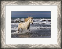 Framed Camargue Horse in the Surf