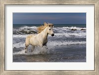 Framed Camargue Horse in the Surf