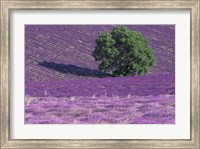 Framed Lavender Fields, France