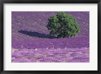 Framed Lavender Fields, France