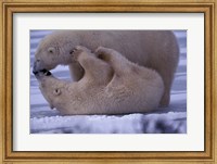 Framed Polar Bears in Canada