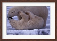 Framed Polar Bears in Canada