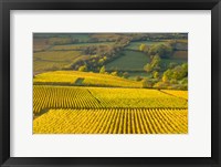 Framed Autumn Morning in Pouilly-Fuiss' Vineyards