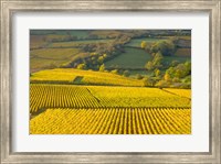 Framed Autumn Morning in Pouilly-Fuiss' Vineyards