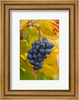 Framed Beaujolais Red Grapes in Autumn