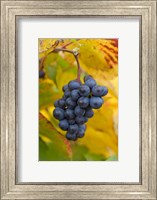 Framed Beaujolais Red Grapes in Autumn