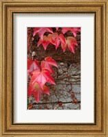 Framed Red Ivy on Stone Wall