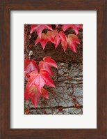 Framed Red Ivy on Stone Wall