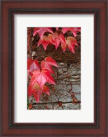 Framed Red Ivy on Stone Wall