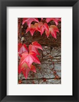 Framed Red Ivy on Stone Wall