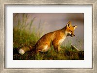 Framed Red Fox Cub