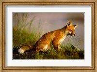 Framed Red Fox Cub