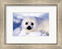 Framed Harp Seal Pup at Gulf of St Lawrence