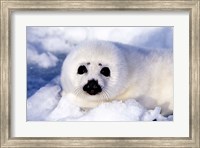 Framed Harp Seal Pup at Gulf of St Lawrence