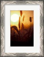Framed Wheat Plants at Sunset