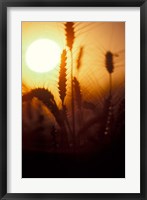 Framed Wheat Plants at Sunset