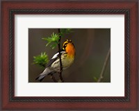 Framed Male Blackburnian Warbler