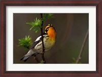 Framed Male Blackburnian Warbler