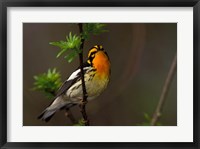 Framed Male Blackburnian Warbler