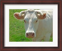Framed Charolais Cow